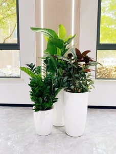 快来江北租花卉，开启绿色生活新篇章