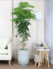 宁波海曙绿植租赁